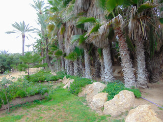 palm tree on the rocks