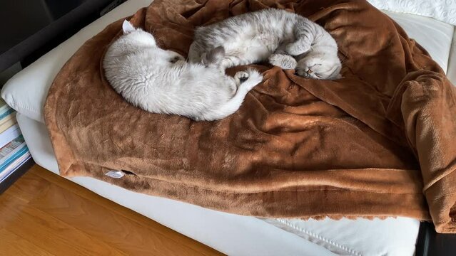 One White and one Gray British Cat Lays Stretched Out On The sofa. Gray cat moving its paw slow motion.