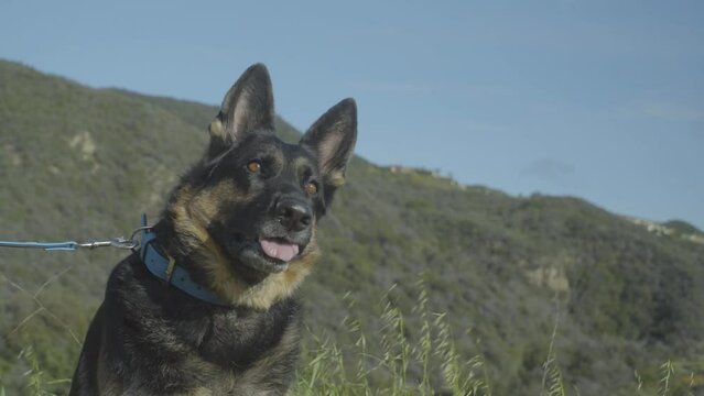 Shepherd Dog. the Dog sits calmly and looks around and into the camera. dog collar. 4k