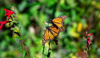 Monarch butterflies are sitting on branches in the forest in the park El Rosario, Reserve of the Biosfera Monarca. Angangueo, State of Michoacan, Mexico