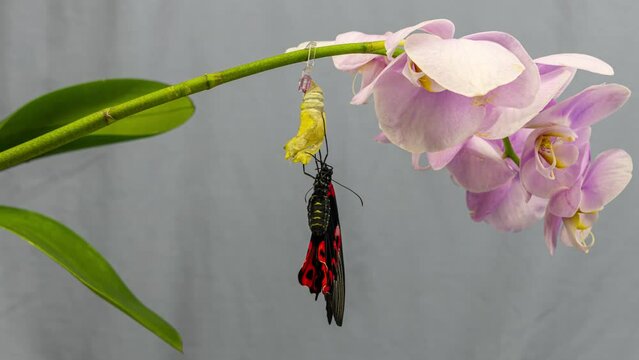 Butterfly Papilio Rumanzovia malayanus hatching out of pupa to butterfly Timelapse 4K