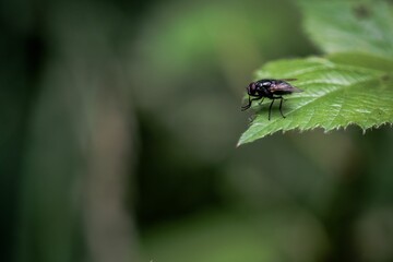 Closeup shot of a common fly sitting on a green leaf against the isolated background