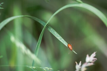 Macro shot of a red Wheat midge insect sitting on a grass against the isolated background