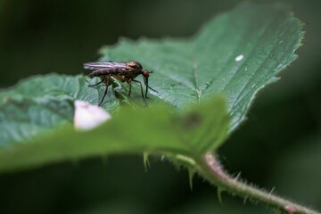 Macro shot of a mosquito sitting on a green leaf against the isolated background