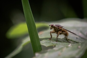 Macro shot of a dung fly sitting on a green leaf against the isolated background