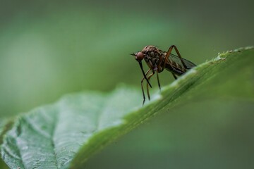 Macro shot of a brown mosquito sitting on a green leaf on an isolated background