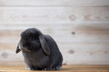 Fototapeta premium Lovely bunny easter rabbits on wooden light background. beautiful lovely pets.