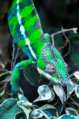 Green chameleon on a branch