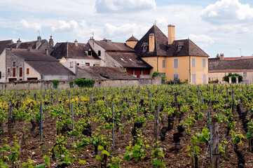 Fototapeta na wymiar Puligny-Montrachet vineyards in spring (France)