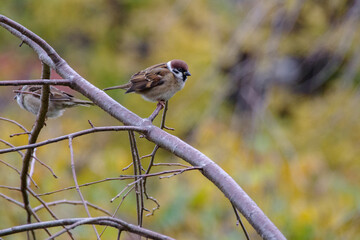 スズメが枝にとまる