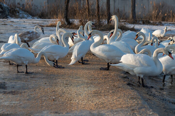 A flock of swan eating corn and grain at the banks of the River Dnipro, Ukraine. Wintering swans