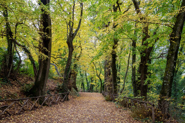 Colored autumn trees in the park of Beato Sante, a shrine near Monbaroccio, a little fortified village in the Province of Pesaro e Urbino in the Italian region Marche