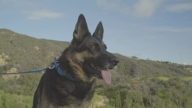 Shepherd Dog. the Dog sits calmly and looks around and into the camera. dog collar. 4k