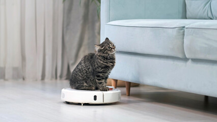 gray striped kitten sits on a robotic vacuum cleaner in the living room. Cute curious kitten is...