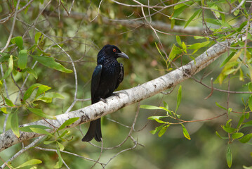 Spangled Drongo in Queensland, Australia 