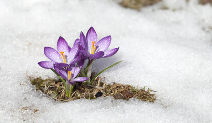 Purple crocus flower blooms against the backdrop of snow on a spring sunny day. Primrose bloomed...