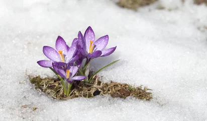 Fotobehang Krokus Purple crocus flower blooms against the backdrop of snow on a spring sunny day. Primrose bloomed after winter, template for postcard or cover.  © Nadzeya Pakhomava