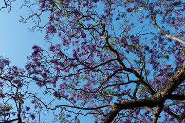 Branches and purple flower of jacaranda tree.
