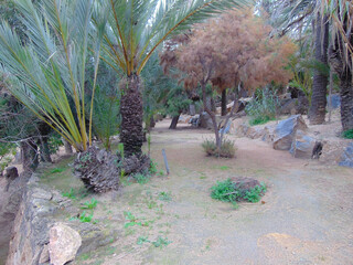 flowers in the desert