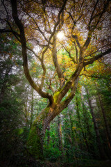 Obraz premium The sun shining through a majestic green oak tree in the forest