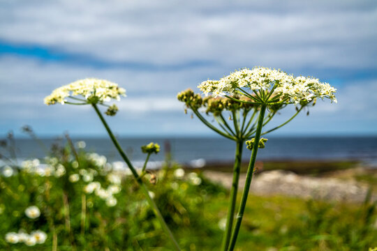 White flowers of Water-dropwort , Oenanthe javanica, at storm beach by Enniscrone, County Sligo - Ireland