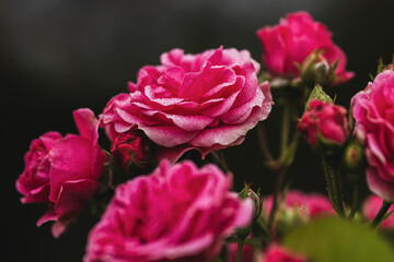 Peonías rosas