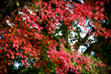 画面いっぱいの紅葉