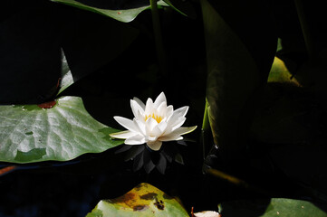 Nenúfar con flor de loto