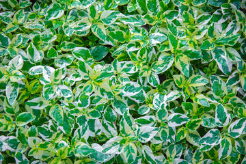 abstract green leaves background. leaves pattern,