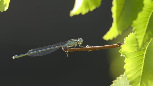 Libellule bleue sur une branche et feuilles vertes