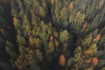 A small river can be seen in a picturesque forest area. Drone view
