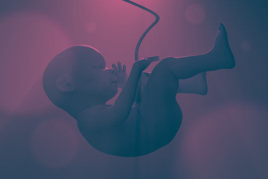 Human fetus in the uterus. 3d illustration.