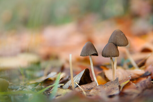 mental drug. psilocybe semilanceata. foreground of mushroom in the nature.