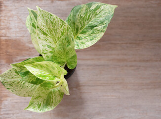 Top view, Epipremnum aureum marble queen plant swiss cheese plant in pot or little tree on wooden table. Flat lay, space for your text.. © Ben_24