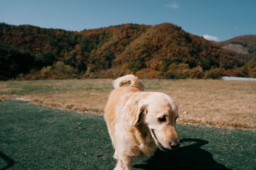 골든리트리버는 옐로우 카드 100장 