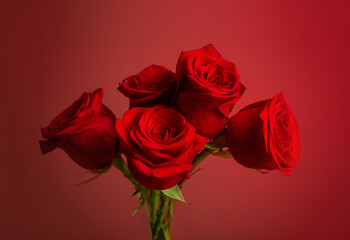 Fototapeta premium red roses on red background close up