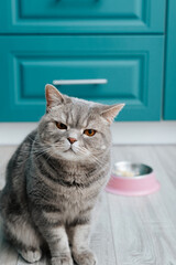 Funny gray cat with facial expression sitting in kitchen near bowl of food and looking at camera
