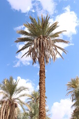 Fototapeta premium palm trees against blue sky