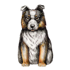 Cute small shepherd puppy hand drawn illustration. Little sheep-dog sitting puppy. Small doggy with black and white fur element. Domestic pet animal. Sheepdog isolated on white background.