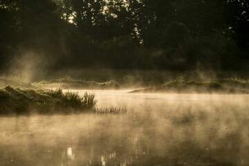 Scenic shot of a still pond and green plants covered with fog during sunrise