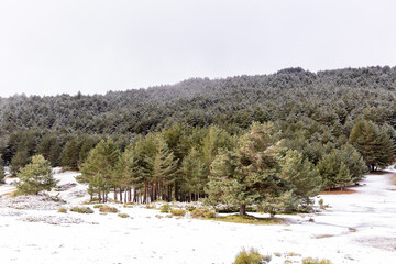 Fototapeta na wymiar Slightly snowy landscape with the first snowfall in the Sierra de Guadarrama in Madrid
