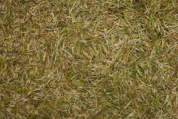 Dry needles fir tree, close-up. Fallen dry needles from natural Christmas tree as animal feed. Cleaning after Christmas. Garbage collection, disposal