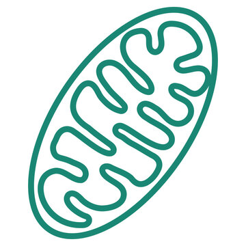 Simple outline modern turquoise schematic Mitochondria icon. Minimal vector pictogram with thin lines isolated on transparent background