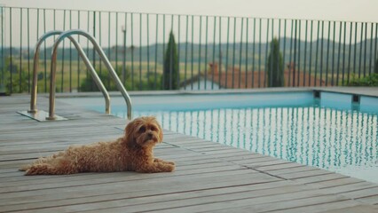 Cute small brown Havanese dog relaxing and laying next to the swimming pool in a resort. The puppy is enjoying summer holidays. The sun is setting down and creating beautiful golden sky. 