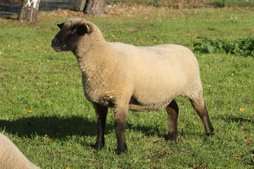 Obraz premium Bleus du Maine