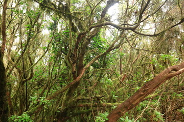 Viewpoint Pico del Inglès in the north of Tenerife