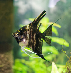 Scalar. Pterophyllum scalare. Aquarium fish. - obrazy, fototapety, plakaty