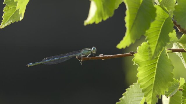 Libellule bleue sur une branche se nettoyant les yeux