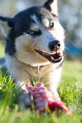 husky dog eat bone © Perytskyy