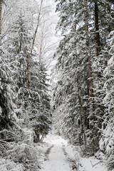 Winter forest with snow,Christmas background.covered frost trees snowdrifts. Magical winter forest. Natural landscape travel outdoors, hiking,spending time outdoors,winter travel,christmas forest.